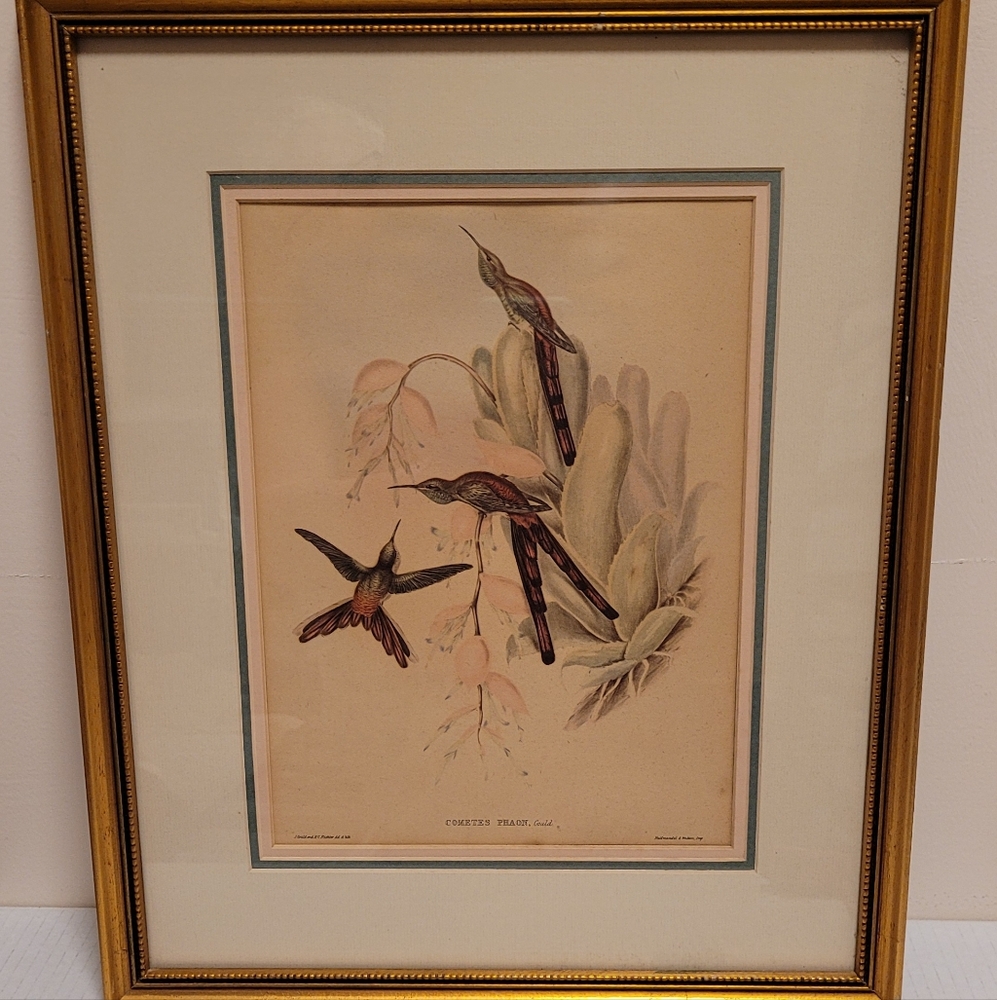 J. Gould and HC Richter Comete Phaon Hummingbirds Lithograph